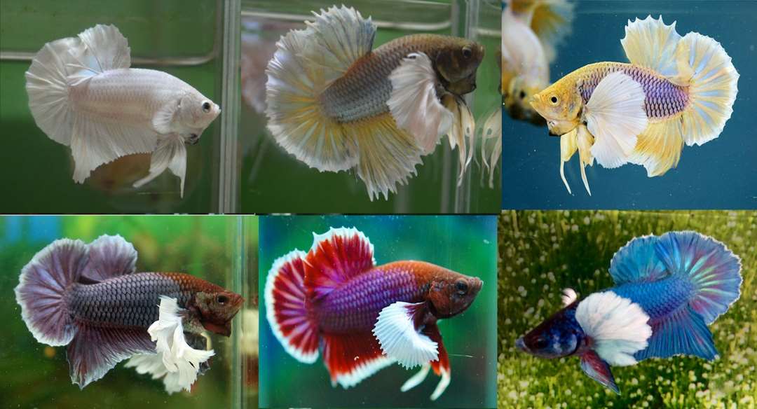 Dòng Betta rồng