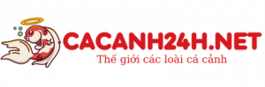 logo-cacanh24h
