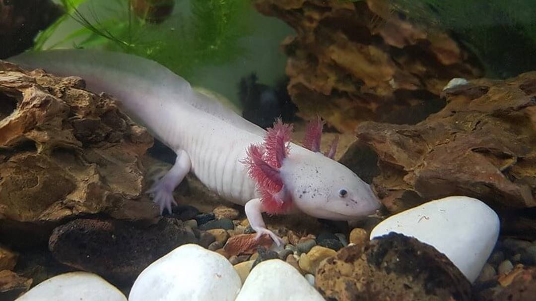 Tính cách và những loài có thể nuôi chung với kỳ nhông Axolotl 