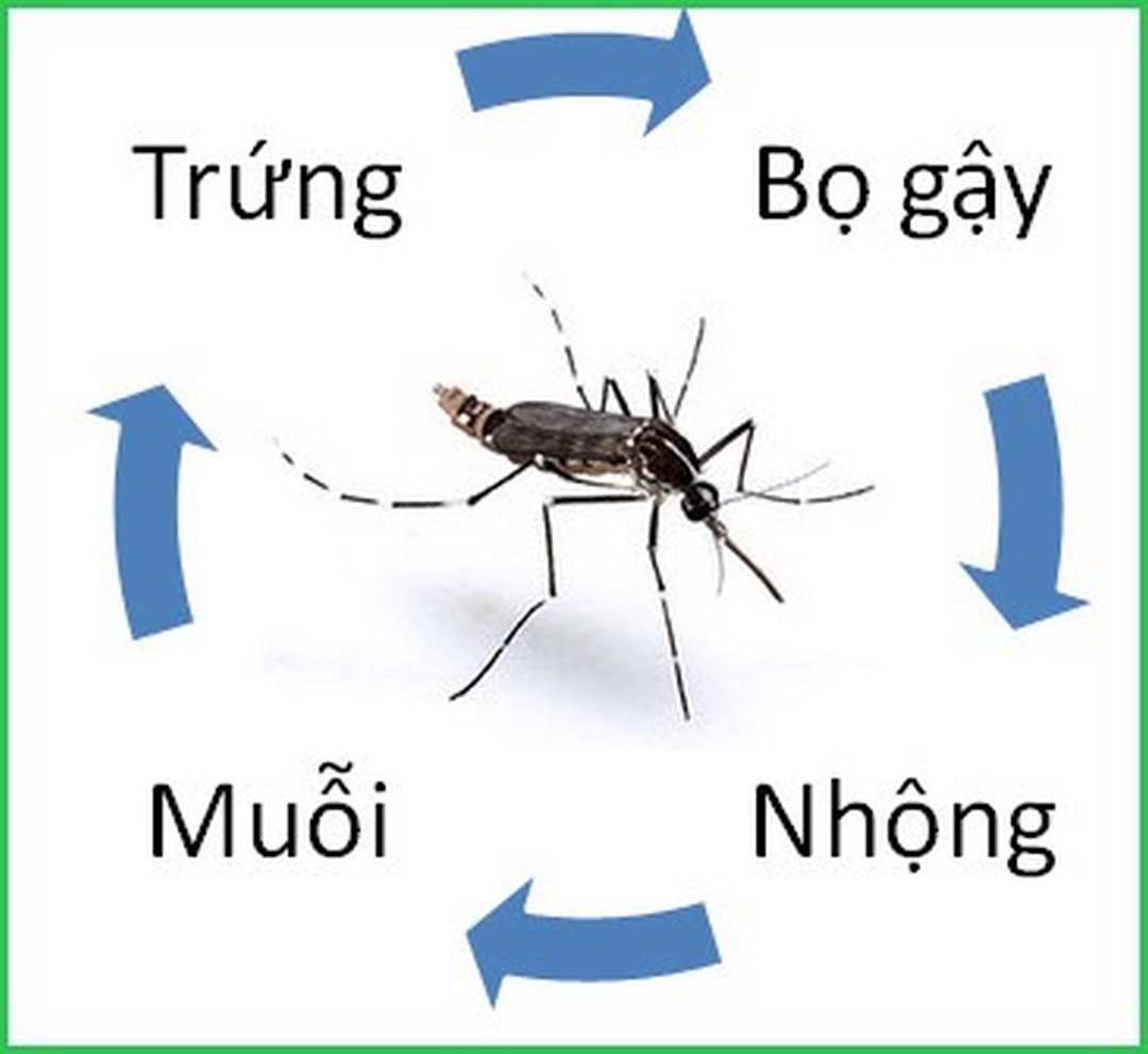 Bọ gậy là ấu trùng ở vào giai đoạn phát triển thứ hai của muỗi