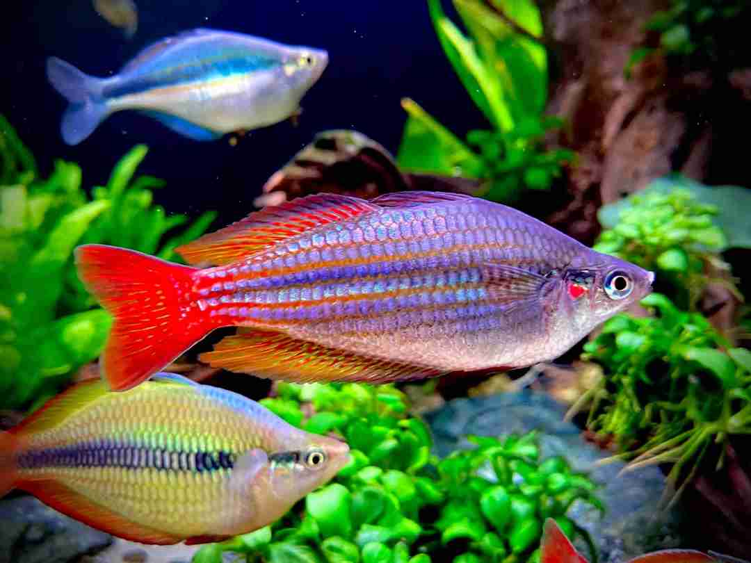 Cá cầu vồng là giống cá được nhiều người nuôi vì màu sắc bắt mắt