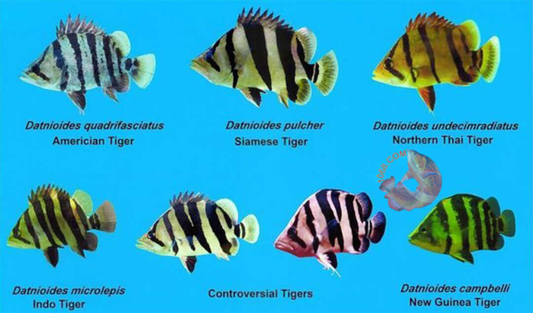 Cá hổ là một giống cá có tên tiếng Anh là Tigerfish