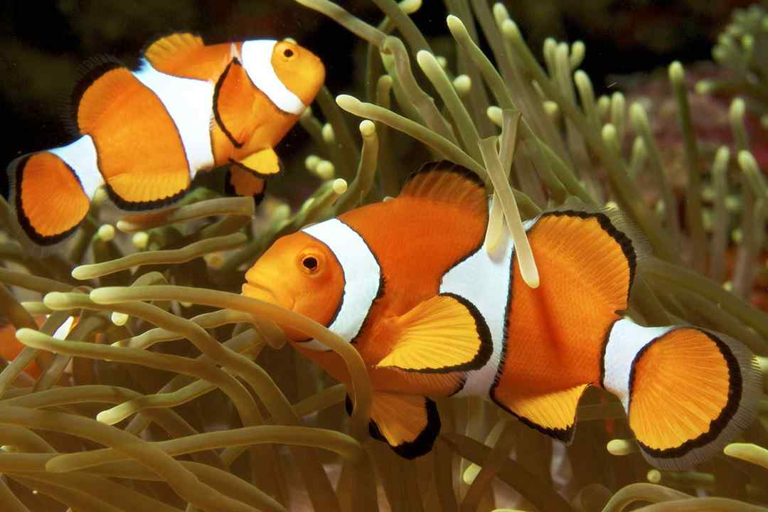 Môi trường sống của cá Nemo