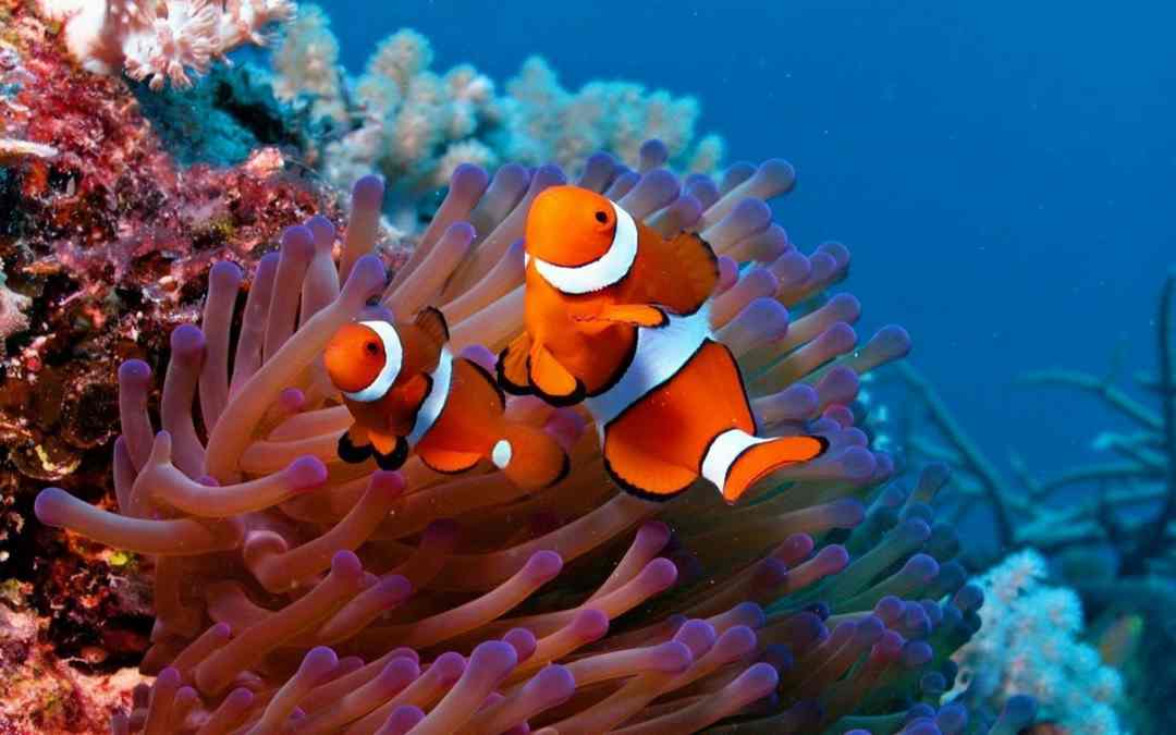 Lưu ý về tập tính của cá Nemo