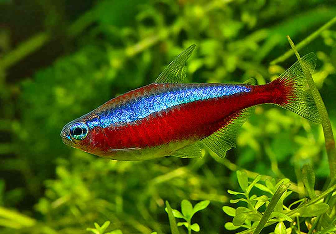 Cá neon nuôi chung với cá nào?