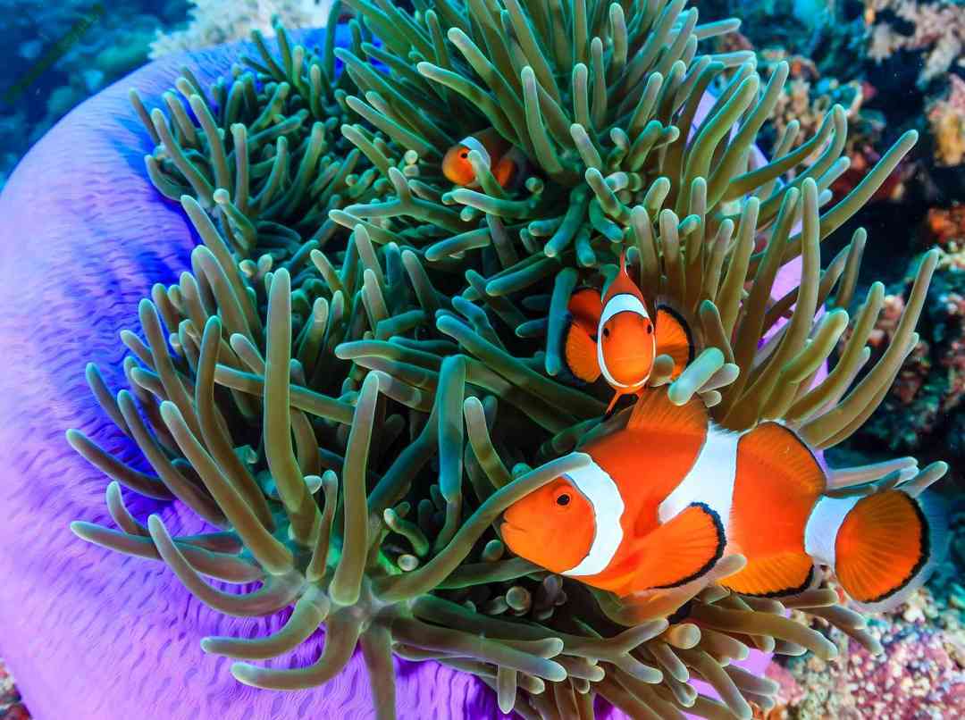 Tìm hiểu chi tiết về loài cá hề Nemo