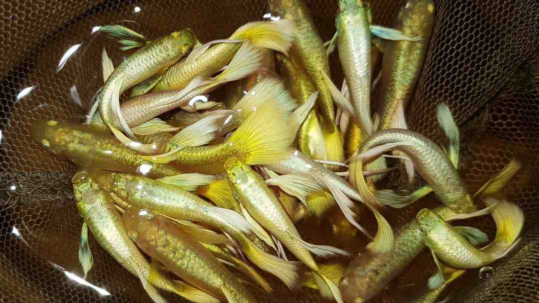 Cách chăm sóc và nuôi cá 7 màu Full Gold Ribbon
