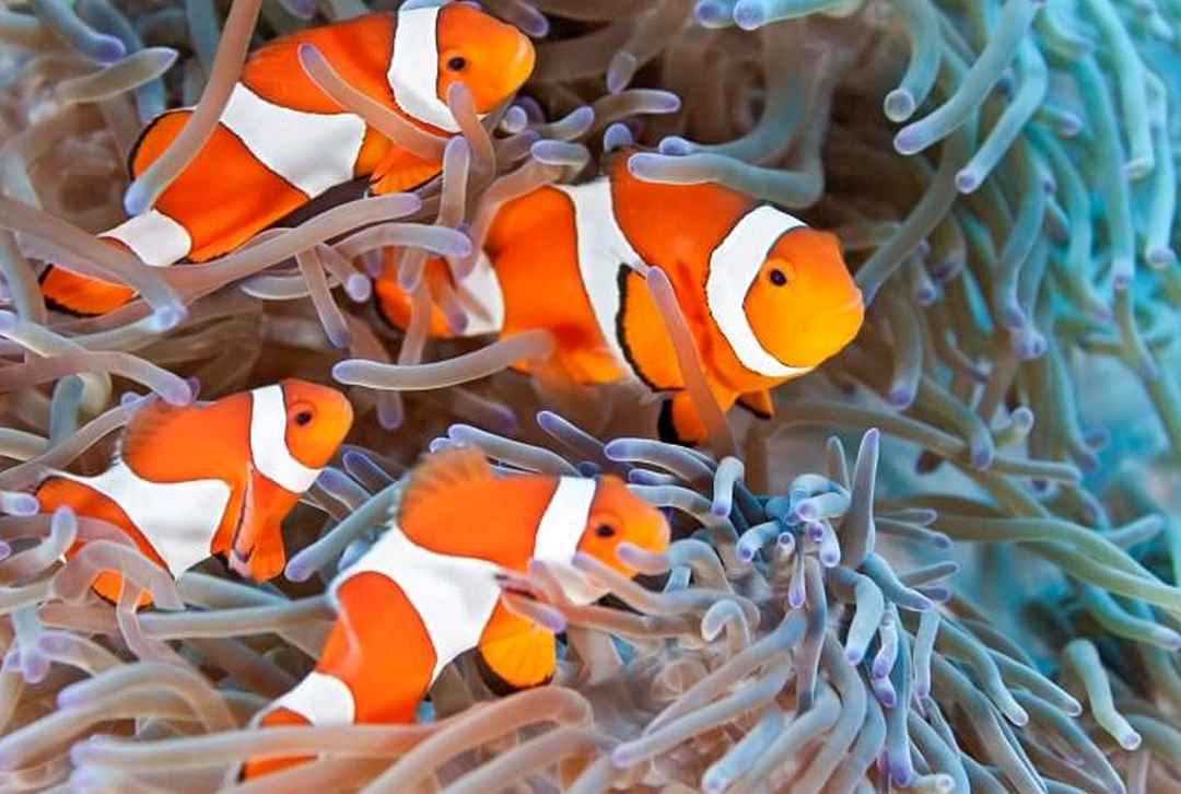 Hướng dẫn cách để giữ cho cá Nemo khỏe mạnh