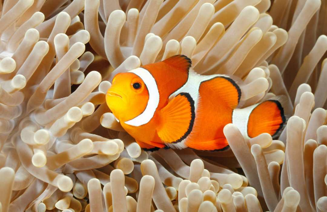 Đặc điểm cá nemo