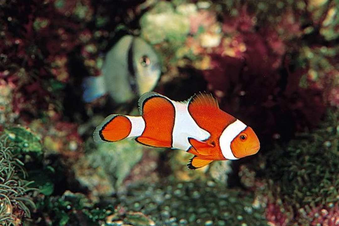 Độ dài tuổi thọ của cá Nemo