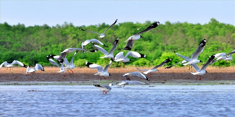 Tham quan sân chim với hơn 53 loài chim quý hiến khác nhau